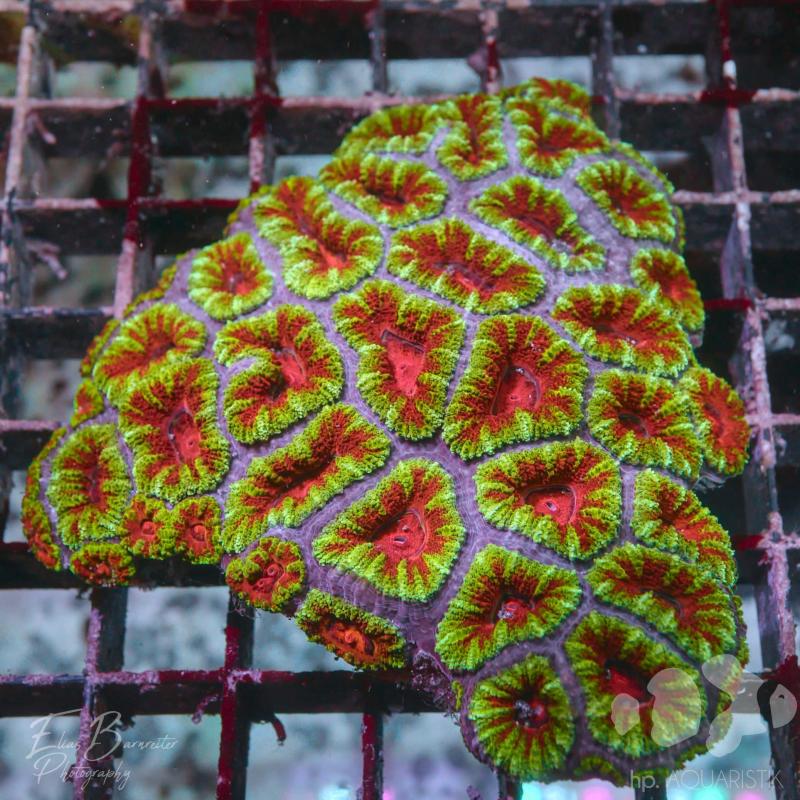 Acanthastrea Ultra  XL